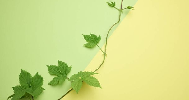 Branch of wild grapes with green leaves on a green paper background - Foto, immagini