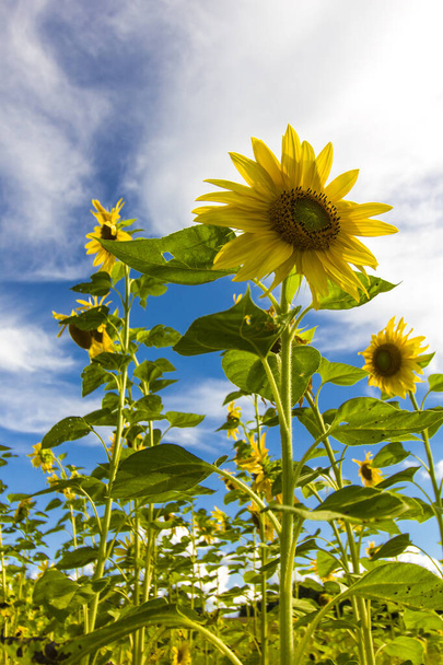 Field of Sunflowers against a Cloudy Blue Sky - Foto, immagini