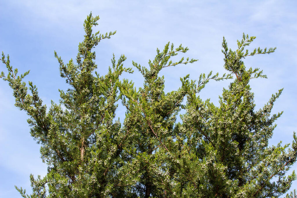 Upward view of growing leaves and fruit buds on an eastern red cedar tree (juniperus virginiana) with blue sky background - Foto, Bild