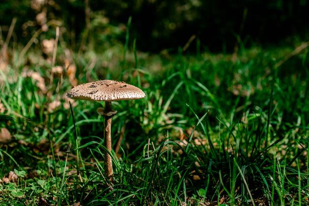mushroom umbel Macrolepiota procera on a green sunny lawn. View from above. copy space. - Photo, Image