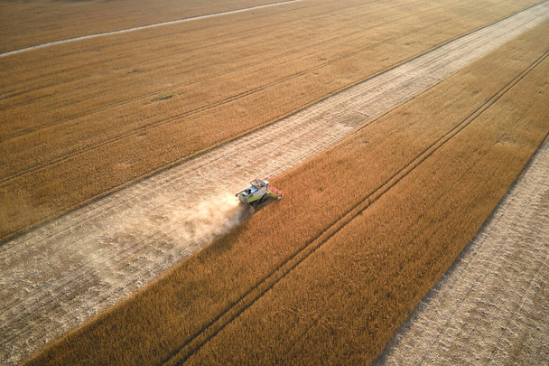 Buğday tarlasında hasat mevsiminde çalışan hasat makinesinin hava görüntüsü. Tarım kavramı. - Fotoğraf, Görsel