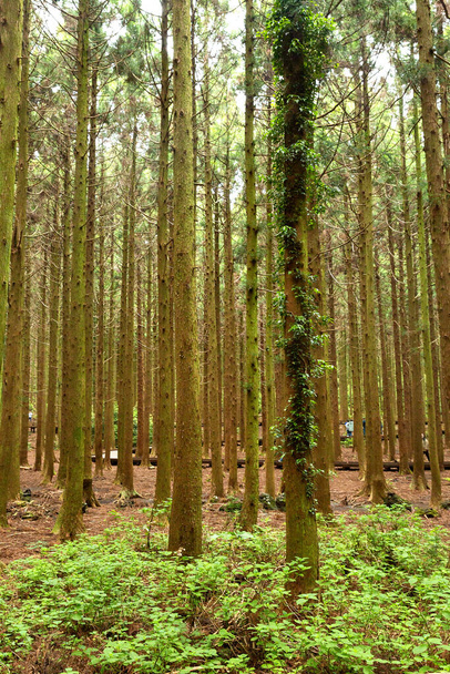 Saryeonisupgil, Saryeoni Forest walking trail in Jeju Island of Korea - Photo, image