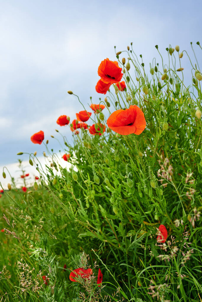 Маки цветут в сельской местности. Маки цветут в сельской местности - Дания - Фото, изображение