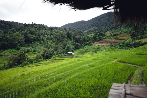 Зеленое рисовое поле на террасе в Чиангмае - Фото, изображение