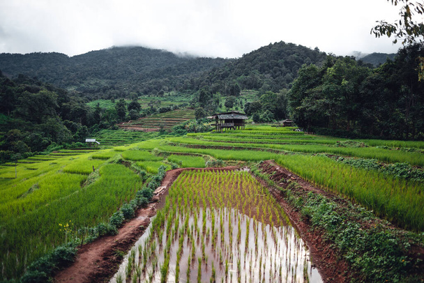 Green Rice field on terraced in chiangmai - Fotoğraf, Görsel