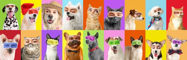 Collage of cats and dogs with human eyes on bright background - Fotografie, Obrázek