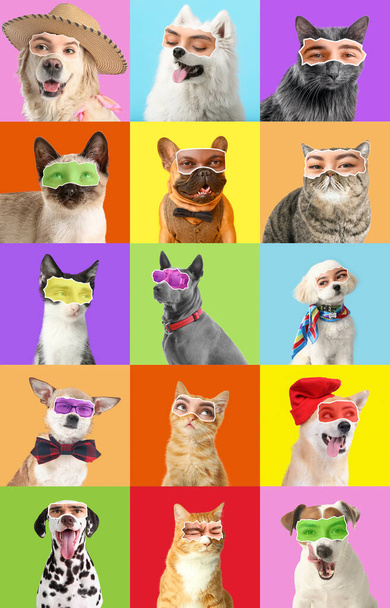 Set of cats and dogs with human eyes on colorful background - Fotó, kép