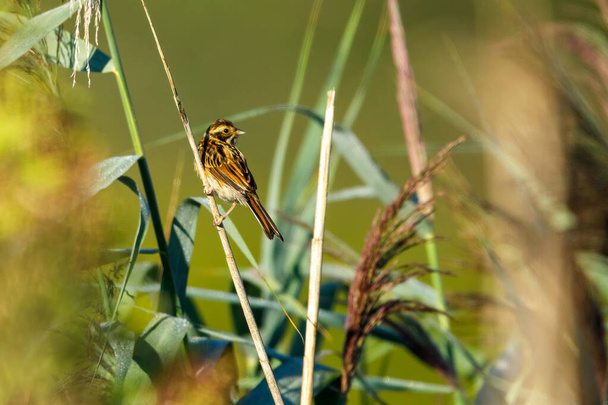 a common reed bunting bird in the reed - Photo, Image