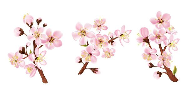 Fruit tree branch set with flowers realistic isolated vector illustration - Vektör, Görsel