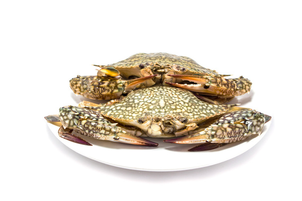 Blue crabs isolated on white - Foto, immagini