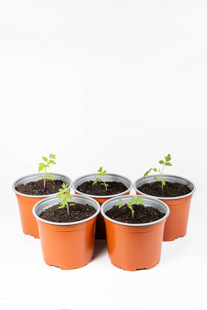 Growing tomatoes from seeds, step by step. Step 9 - transplanted sprouts in pots - Foto, Imagen