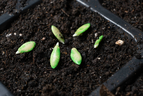 Growing cucumbers from seeds. Step 3 - planting in the ground - Foto, Imagem