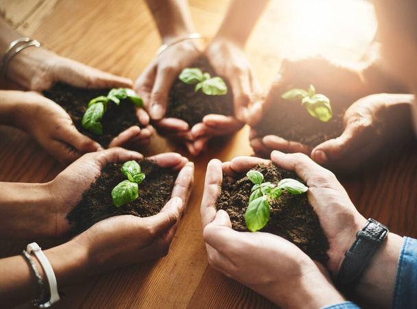 Hands holding fresh green plants in circle huddle for healthy growth, organic planting or sustainable development. Closeup of diverse group of environmental scientists with net zero carbon footprint. - 写真・画像