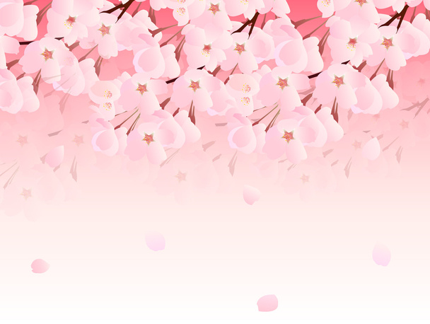 Cherry blossom background - Vektor, kép