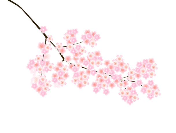 wiśniowy kwiat wiosna - Wektor, obraz