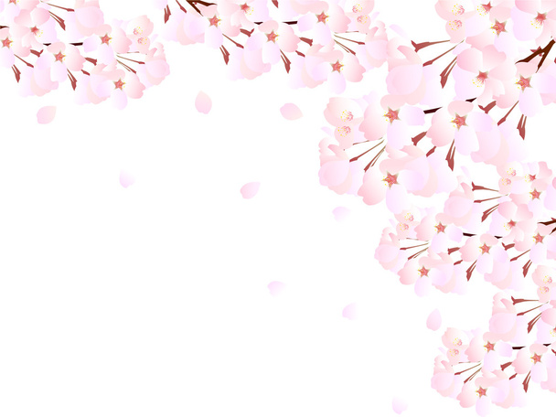 fondo de flor de cerezo
 - Vector, Imagen