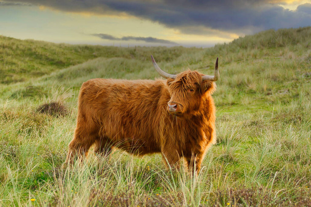 A beautiful Highland cattle in the North Holland dune reserve. Netherlands. - Fotografie, Obrázek