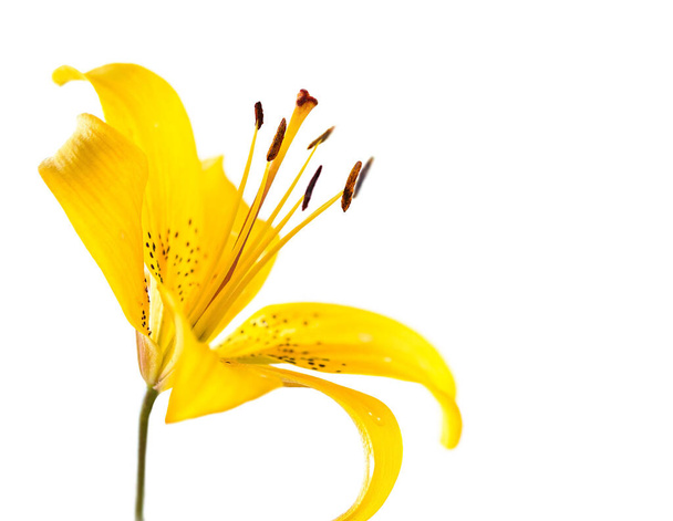 Yellow Lily flowers close-up isolated on a white background. Shallow DOF. Selective focus - 写真・画像