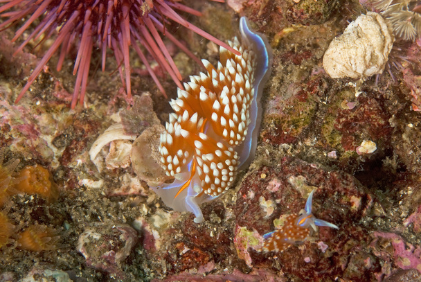 Csendes-óceán víz alatti Sea Life - Fotó, kép