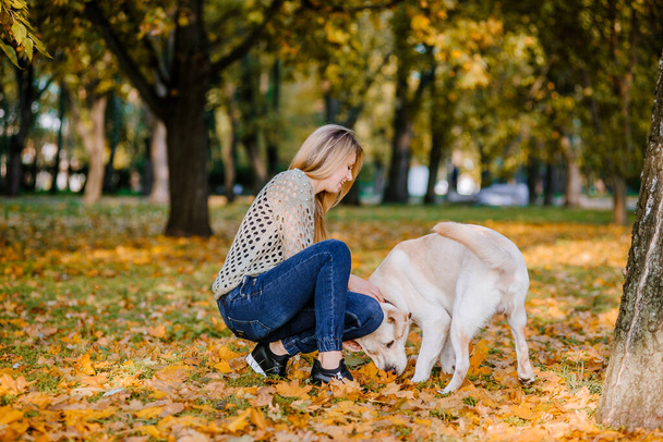 A beautiful blonde is sitting in yellow leaves in a park and playing with her labrador. - Photo, Image