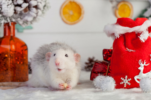 Decorative cute rat on a background of Christmas decorations - Foto, Imagem