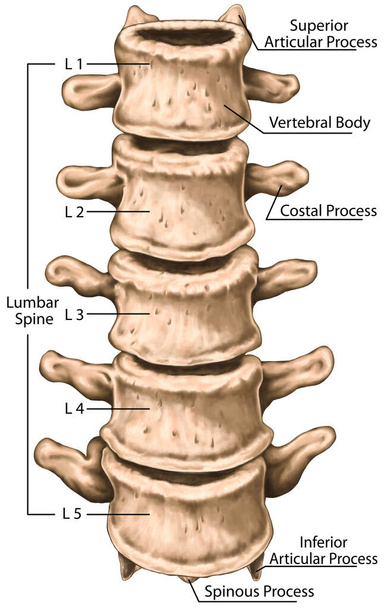 lumbar spine structure, vertebral bones, lumbar bones, anatomy of human bony system, human skeletal system, anterior view - Foto, immagini