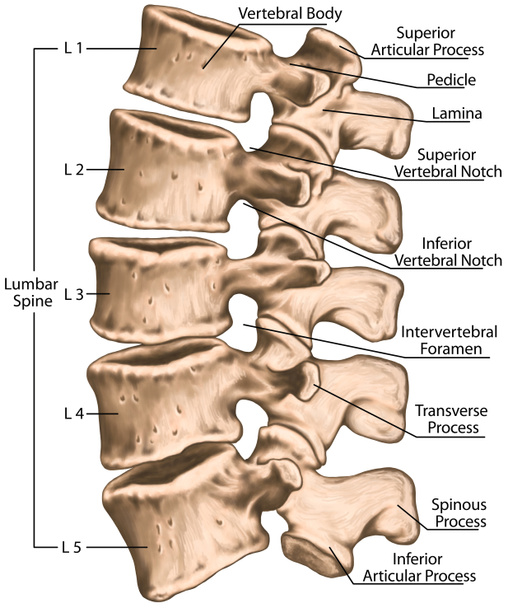 lumbar spine structure, vertebral bones, lumbar bones, anatomy of human bony system, human skeletal system, superior articular, transverse, mamillary process, inferior vertebral notch, left lateral view   - Foto, imagen