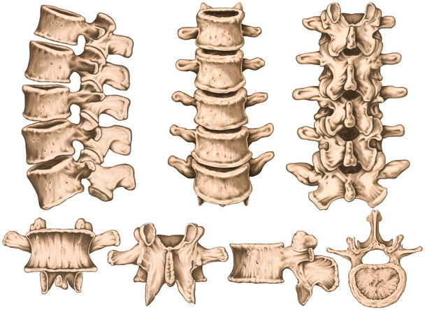 lumbar spine structure, vertebral bones, second lumbar vertebra,  lumbar vertebrae, lumbar spine, vertebral bone, human skeletal system, anterior, lateral, posterior, superior view   - Foto, immagini