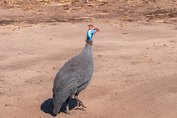 Selective focus of a plumed guineafowl close-up walking in a field under the sunlight. - Photo, Image