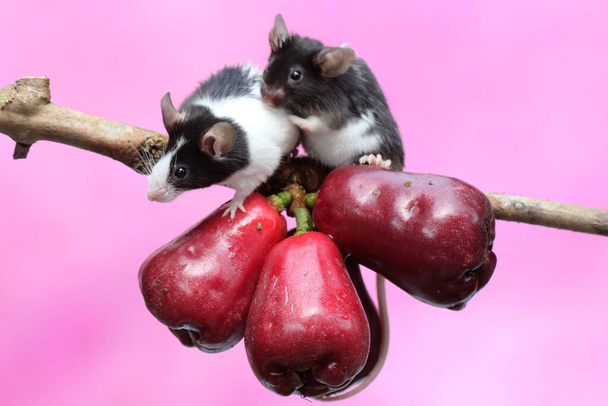 A number of mice are eating a pink Malay apple. This rodent mammal has the scientific name Mus musculus. - Fotó, kép