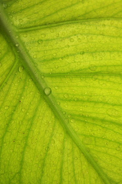 Macro Dew Drops of Water On A Leaf in Morning - Foto, Imagen