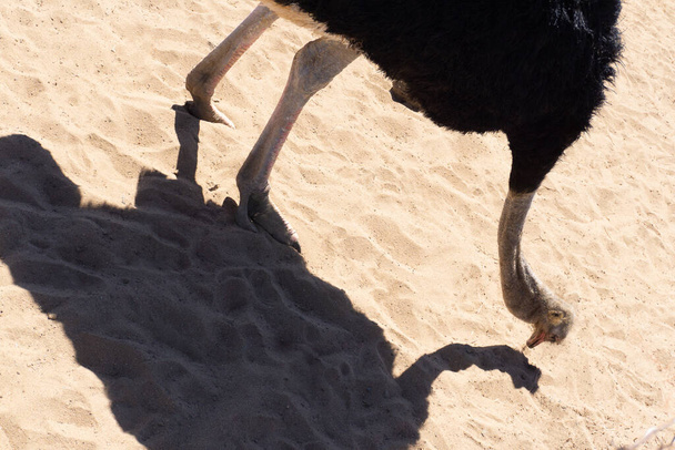 Страус в пустыне на фоне песка вблизи - Фото, изображение
