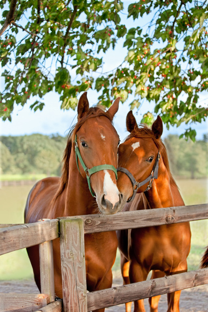 twee paarden in paddock - Foto, afbeelding