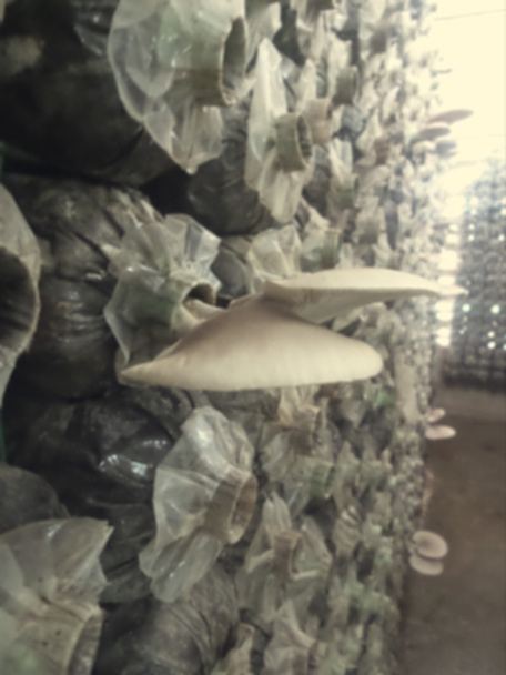 Blurred of ganoderma lucidum - ling zhi mushroom. - Photo, Image