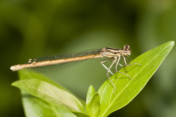 Damselfly insect - Photo, Image