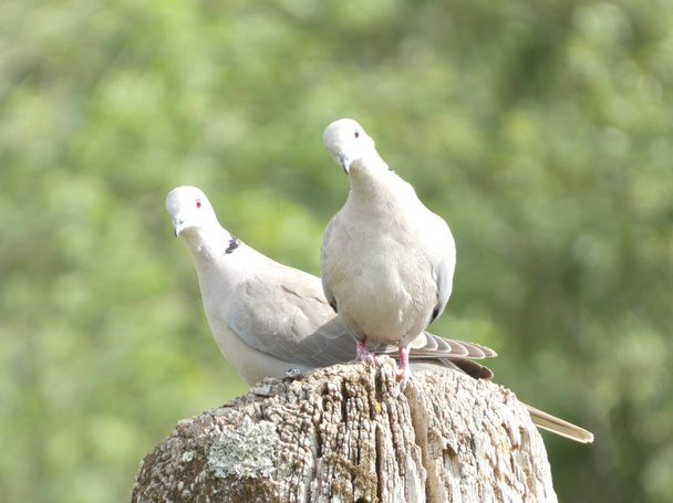 Inquisitive pair of doves on pole in Shinewater Park, Eastbourne, East Sussex, UK - May 2022 - Fotó, kép