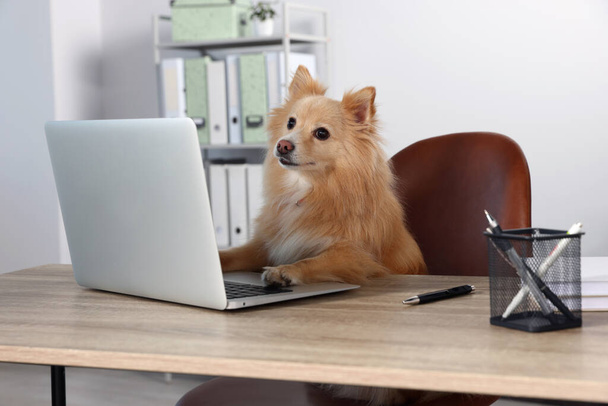 Cute Pomeranian spitz dog at table in office - Фото, зображення