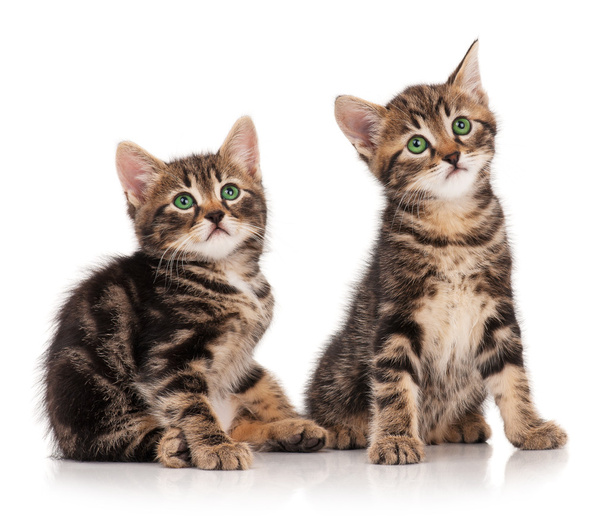 Cute kittens - Foto, immagini