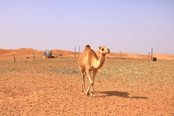 Image of camel in desert Wahiba in Oman - Fotoğraf, Görsel