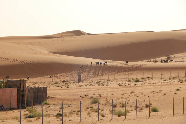 Goats fence under desert dunes wahiba sands in the Oman - Φωτογραφία, εικόνα