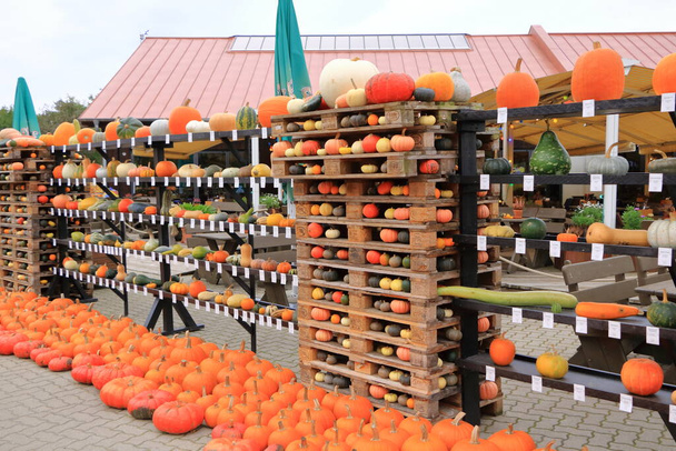 October 15 2021 - Klaistow, Germany: pumpkin exhibition at the outdoor farmers market - Foto, Imagem