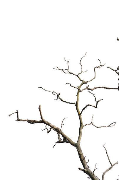 branch of dead tree - Photo, Image