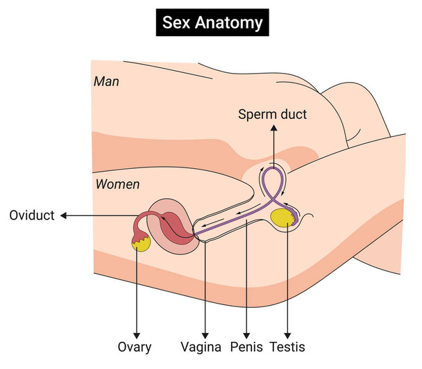 Сексуальная анатомия: сперма входит в женское тело - Вектор,изображение