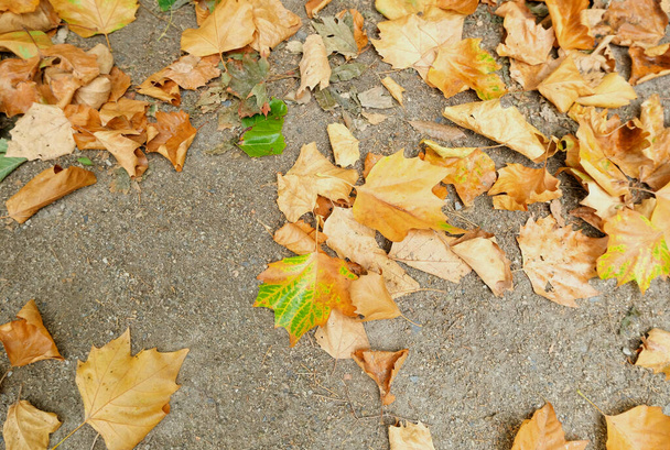 Κίτρινα φθινοπωρινά πεσμένα φύλλα ξαπλωμένα στο έδαφος, εποχικό φυσικό υπόβαθρο, φιλική προς το περιβάλλον έννοια, φωτεινά ζωντανά χρώματα - Φωτογραφία, εικόνα