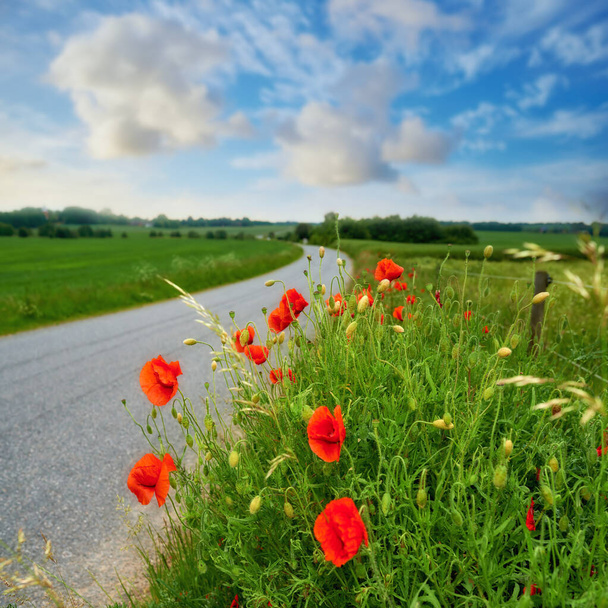 Poppies blooming in the countryside. Poppies blooming in the countryside - Denmark - Fotoğraf, Görsel