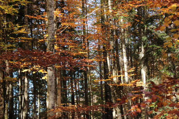 Large beech trees with multicolored leaves on a sunny autumn day in the Irati forest. It is the second largest and best preserved beech and fir forest in Europe. Near Ochagavia. - Foto, Bild