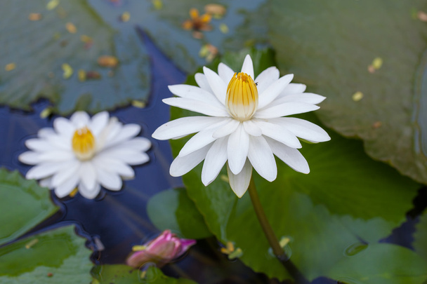White water lily grows in the pond - Photo, Image