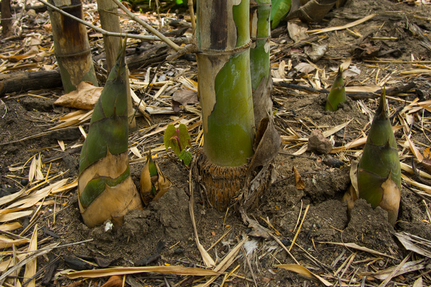 broto de bambu
  - Foto, Imagem
