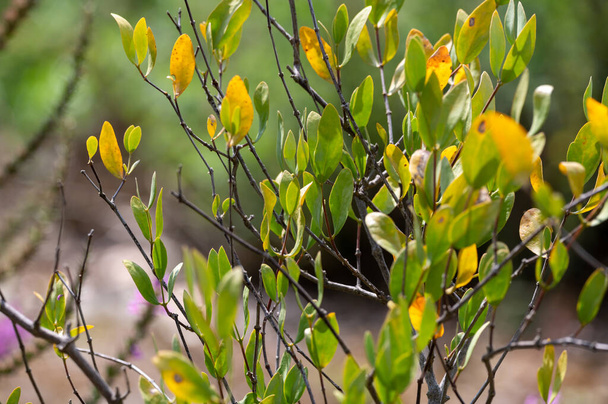 Leaves of Jojoba Simmondsia chinensis goat nut plant, close up - Photo, Image