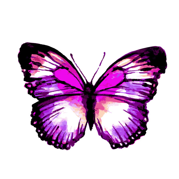 Метелики дизайн
 - Вектор, зображення